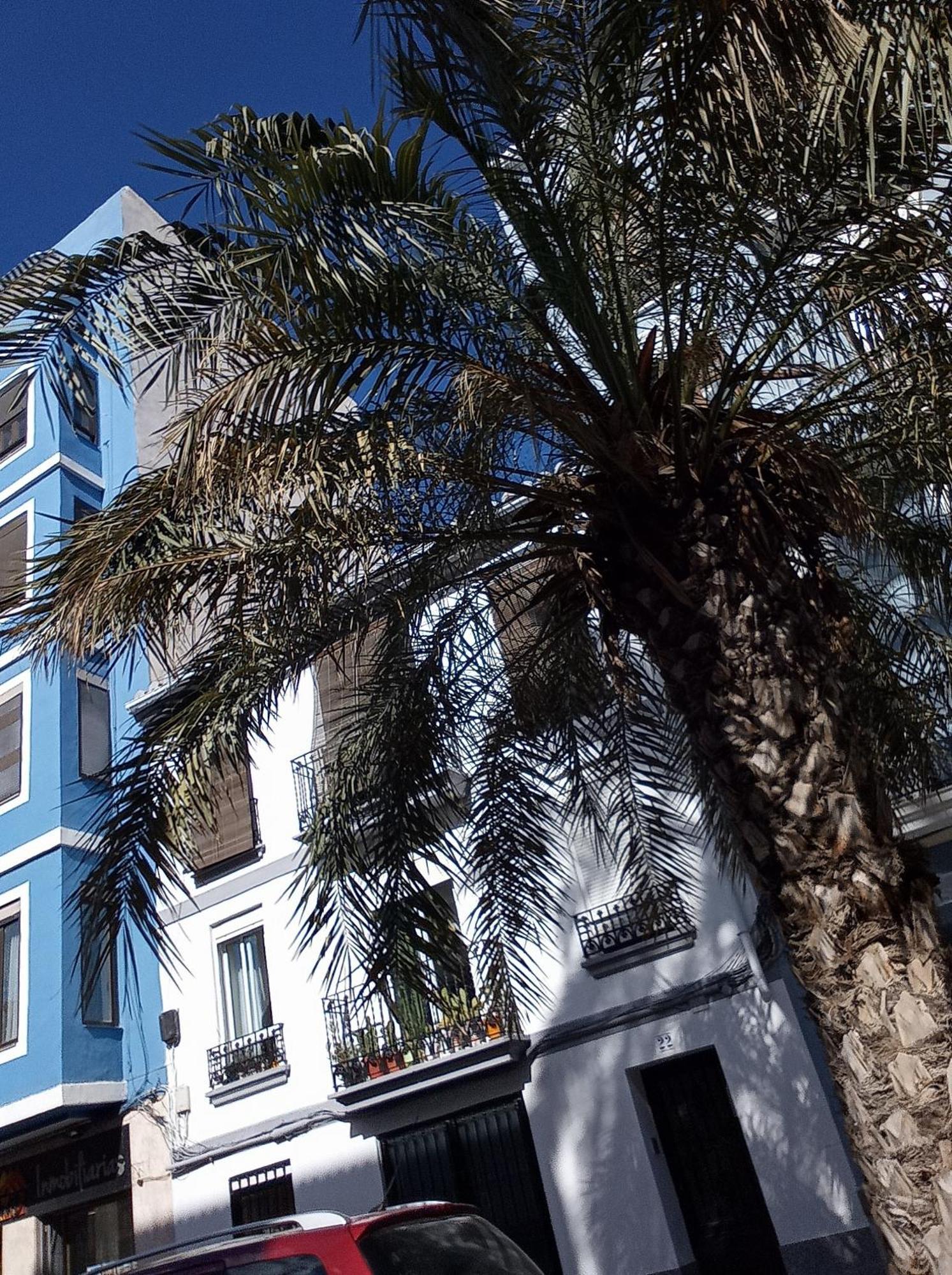 Appartement Casa Con Palmera - Port